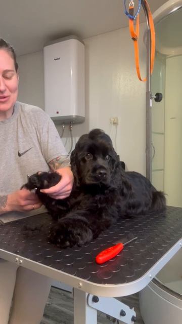 Привет от Адама