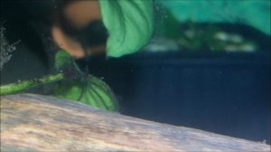 Отнерестились Анциструсы L-393  часть 1