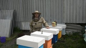 Пасека с нуля. С одной рамки до медовика. создаем однорамочные отводки.