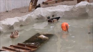 Алые ибисы и утки в Тропическом мире 06.04.2026