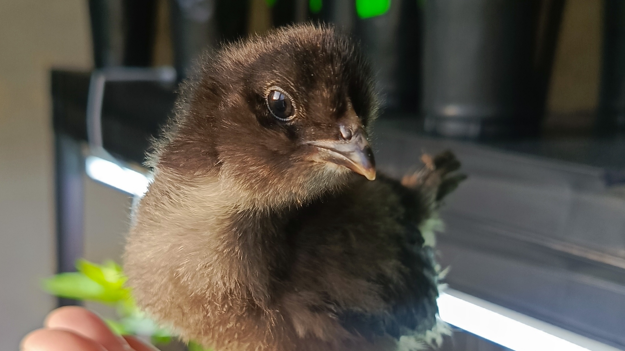 Цыплятам неделя.