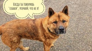 Собаки загнали курвочек на дерево. Аисты в гнезде  гнездятся, лимон в доме лимонится