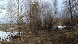 Ловля птиц 4 апреля