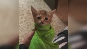 #смешныевидео -1303