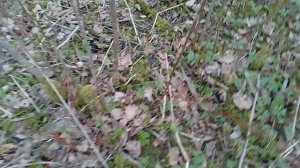 С открытием грибного сезона 👍😃🚩