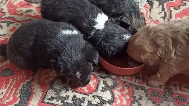 16 января 2024г.Мой дом.Привезли дверь.Щенки и эустома растут,завтра им всем  месяц)