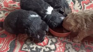 16 января 2024г.Мой дом.Привезли дверь.Щенки и эустома растут,завтра им всем  месяц)