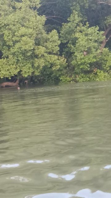 Мини-босс джунглей