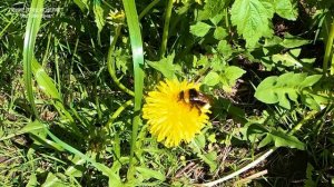 ПЕНИЕ СОЛОВЬЯ ИЗБАВЛЯЕТ ОТ УНЫНИЯ И ТРЕВОГИ.ДОВЕРЬТЕСЬ ПРИРОДЕ-ЭТО ЛУЧШИЙ ДОКТОР И УТЕШИТЕЛЬ.