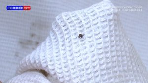 Внимание – клещи!