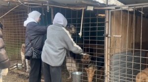 Дневники «Мисс и Мистер ВВГУ» 2026 (поездка в зооприют)