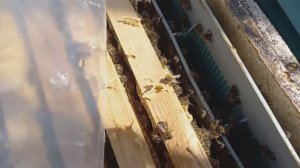 8.04.2026г. Краснодарский край, СНЕГ, ДОЖДЬ, ВЕТЕР.