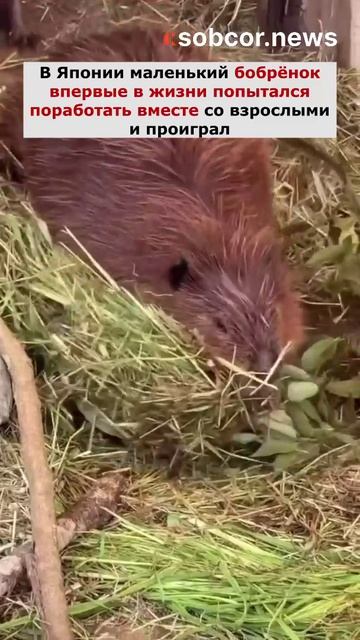 В Японии маленький бобрёнок впервые в жизни попытался поработать вместе со взрослыми и проиграл