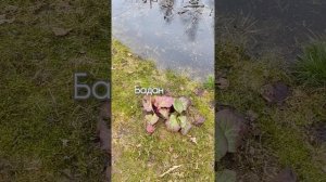 5 апреля 2026г. Почки набухают. Похолодало и дождь