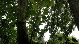 Летний дождик