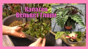 Калатея Вельвет Глори. Пересадка подросших клонов из мха в грунт.