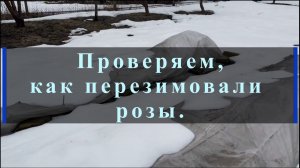 Проверяем, как перезимовали розы.