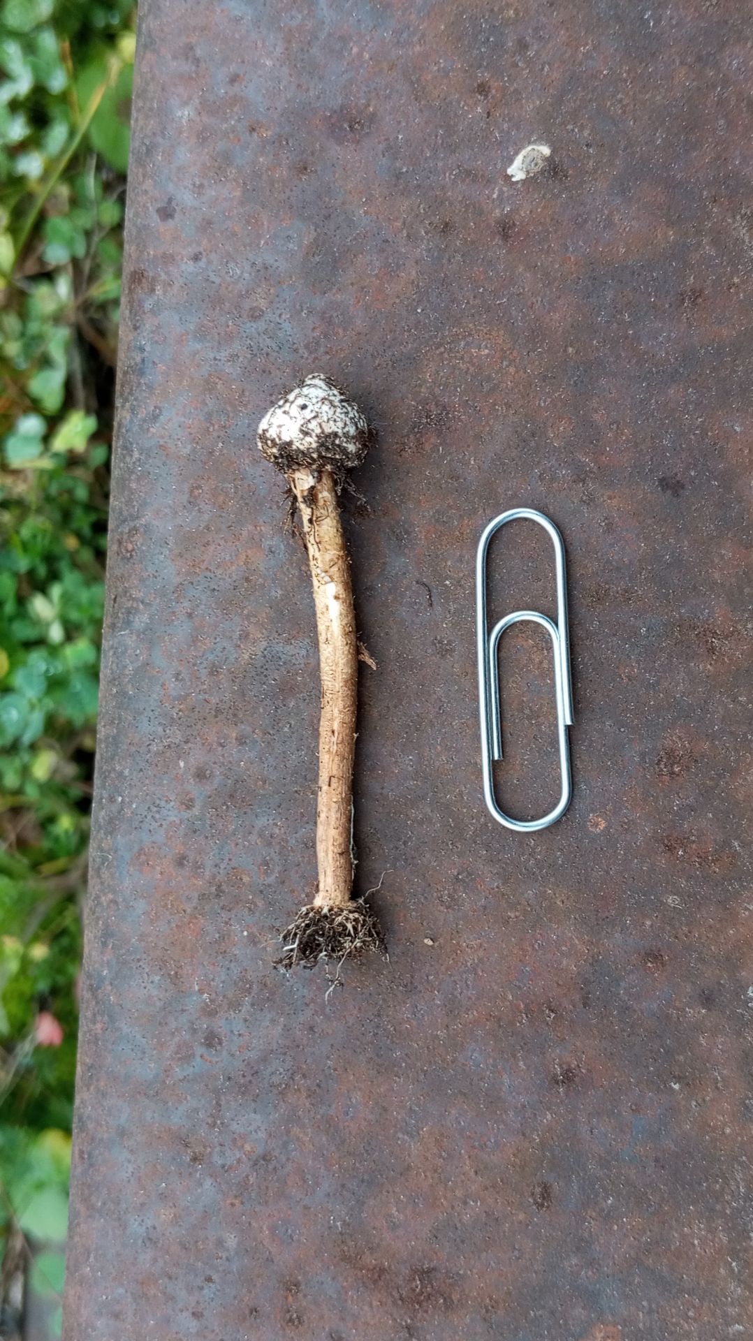 ГРИБ ТУЛОСТОМА ЗИМНЯЯ #гриб #обзор