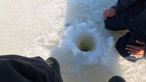 Ловля судаков. Жерлицы против паноптикса