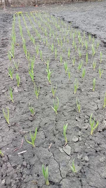 Чеснок в апреле