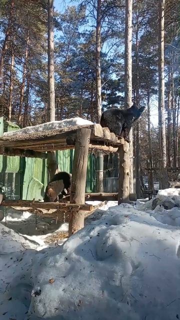 Уссурийский медвежонок  сбивает сосульки 31.03.2026