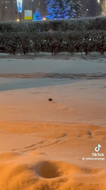 Масковские прогулки