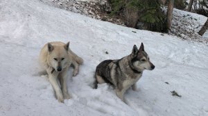 ЧЕТЫРЕ ДНЯ В ТАЙГЕ (2) _ДОРОГА ДОМОЙ_.
