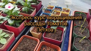 Экспресс курс выращивания рассады томатов.  Петхоа