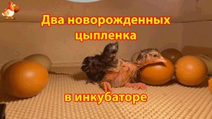 Два новорожденных цыпленка