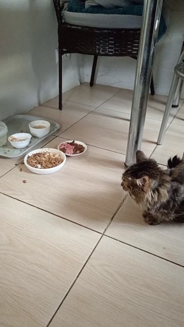 НАШ КОТ ПОПРАВЛЯЕТСЯ!!!