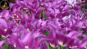 ЭТИ ПЕСНИ ИСЦЕЛЯЮТ ДУШУ 2026 [get.gt]