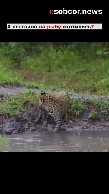 А вы точно на рыбу охотились? #юмор #животные #охота #прикол
