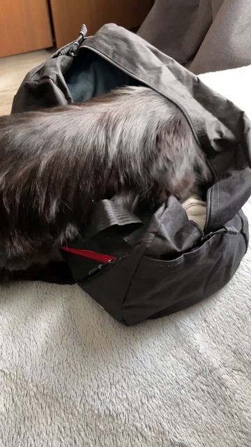 Котю не берут с собой #кот #домашнийпитомец