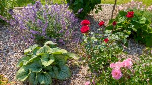 Выбор места для роз в саду.