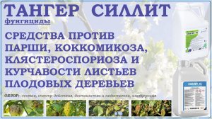 Тангер и Силлит – средства от основных болезней плодовых деревьев. Обзор фунгицидов