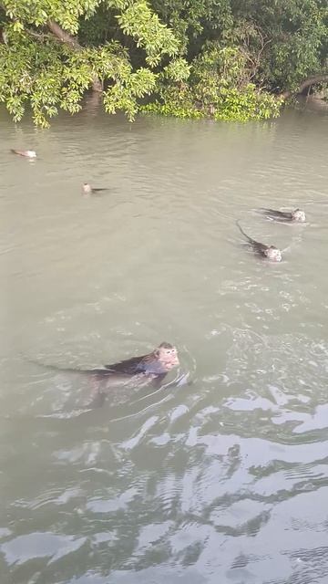 Река, где обезьяны — местные VIP-персоны