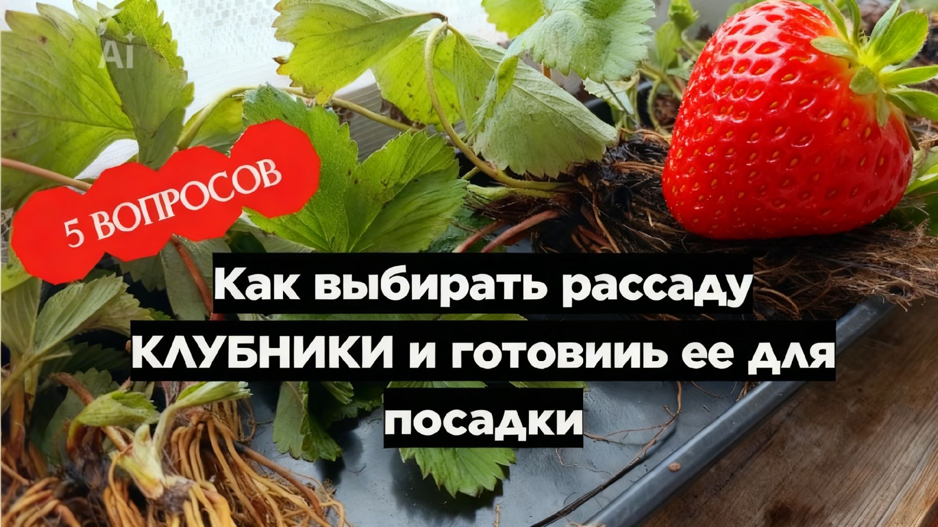 об этом молчат продавцы рассады