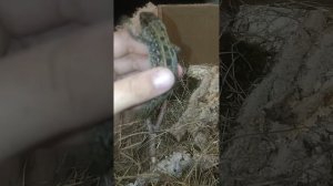 мои любимые прыткие ящерицы