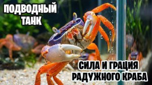 Идеальный краб для вашего аквариума - РАДУЖНЫЙ КРАБ