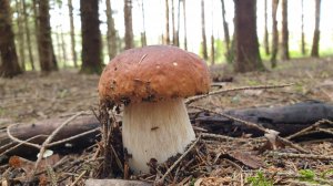 БЕЛЫЕ ГРИБЫ КОСИМ КОСОЙ !!! КОРЗИНЫ ГРИБОВ !!!