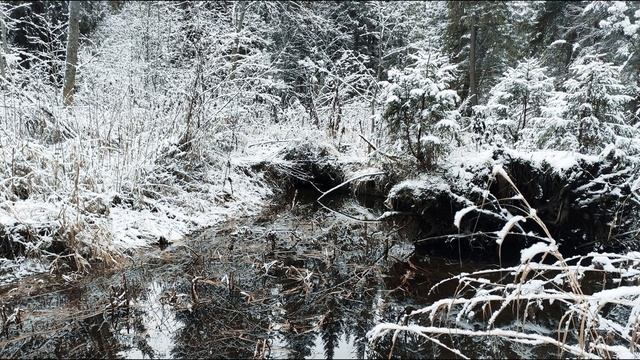 Н. Некрасов. Музе