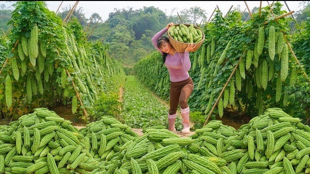 Собираю много горькой дыни "Эмеральд Грин" в большом саду. Торговля дынями на рынке. Фуонг. Вьетнам