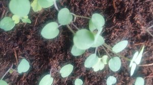 Лемонграсс, колеусы, шалфей. Продолжаю заниматься всходами.