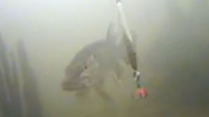 Вид из подо льда как клюет ЩУКА Окунь и РАК Охота и Рыбалка