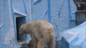 У Кая нет аппетита во время гона 06.04.2026