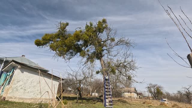 2026-02-19 ПО 25 УБРАЛИ СТАРУЮ ГРУШУ И ЧЕРЕШНЮ. РАЗМЕТКА ГРЕЮЩЕГО КАБЕЛЯ ДЛЯ ПЛИТКИ. РАЗМЕРЫ ОКОН.