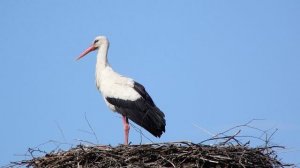 Аист. Апрель. Калужская область.