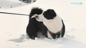 Норильские новости – 08.04.2026