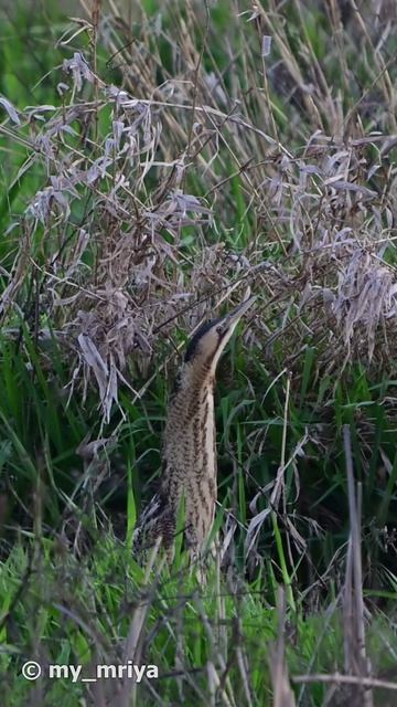 Большая выпь. Птицы Крыма