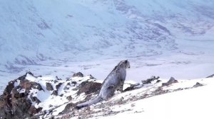 Ирбис после отдыха на снегу в Сайлюгемском нацпарке
